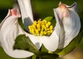 Dogwood Blossom 5