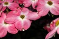 Pink Petal Flowering Dogwood Blossom Flash Royalty Free Stock Photo