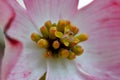Flowering Dogwood Blossom Floret 01 Royalty Free Stock Photo