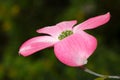 Solo Pink Petal Flowering Dogwood Blossom Royalty Free Stock Photo