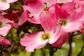 Pink Flowering Dogwood Blossoms Royalty Free Stock Photo