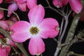 Dogwood Blossom Pink Cross 04 Royalty Free Stock Photo