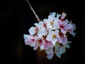 Dogwood Blossom Royalty Free Stock Photo