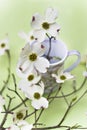 Dogwood blossoms Royalty Free Stock Photo