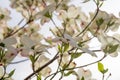 Dogwood Blossoms In Bright Frontlight Royalty Free Stock Photo