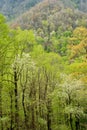 Dogwood blossoms in spring Royalty Free Stock Photo