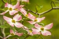 Dogwood Blossoms Royalty Free Stock Photo