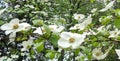 Dogwood Blossoms Swaying in the Rain - Horizontal Format