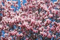 Dogwood Blossums 2