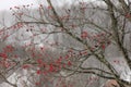 Dogwood branches with red berries in winter Royalty Free Stock Photo