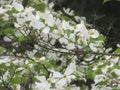 Dogwood branches Royalty Free Stock Photo