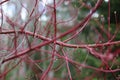 Dogwood Bush in Autumn Colors