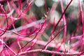 Dogwood, Cornus alba Sibirica, Westonbirt Dogwood Royalty Free Stock Photo