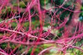 Dogwood, Cornus alba Sibirica, Westonbirt Dogwood Royalty Free Stock Photo