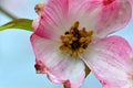 Flowering Dogwood Blossom Floret 05 Royalty Free Stock Photo