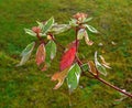 Dogwood Cornus branch with Autumn leaves turning red and gold.