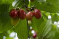 Dogwood Cornus Cornelian branch Cornus mas (Cornelian cherry, European cornel or dogwood) Bright red berries of cornel or dogwood