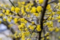 Dogwood Cornus Cornelian branch