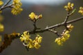 Dogwood (Cornus mas) flowering