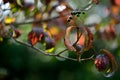 Dogwood (Cornus sanguinea)