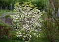 Dogwood is a deciduous shrub or tree native to East Asia. It is a prized ornamental tree, grown in a large number of cultivars Royalty Free Stock Photo