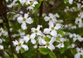 Dogwood is a deciduous shrub or tree native to East Asia. It is a prized ornamental tree, grown in a large number of cultivars Royalty Free Stock Photo