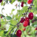 Dogwood, Dog-tree. Red berry Royalty Free Stock Photo