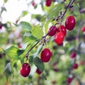 Dogwood, Dog-tree. Red berry Royalty Free Stock Photo