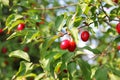 Dogwood, Dog-tree. Red berry Royalty Free Stock Photo