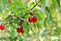 Dogwood, Dog-tree. Red berry Royalty Free Stock Photo