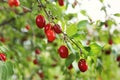 Dogwood, Dog-tree. Red berry Royalty Free Stock Photo