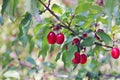 Dogwood, Dog-tree. Red berry Royalty Free Stock Photo