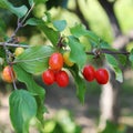 Dogwood, Dog-tree. Red berry Royalty Free Stock Photo
