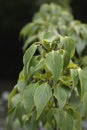 Dogwood Eddies White Wonder Royalty Free Stock Photo