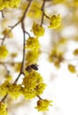 Dogwood or european cornel tree branches springtime in bloom, Cornelian cherry with yellow flowers in sunlight Royalty Free Stock Photo