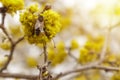 Dogwood or european cornel tree branches springtime in bloom, Cornelian cherry with yellow flowers in sunlight Royalty Free Stock Photo