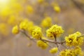 Dogwood or european cornel tree branches springtime in bloom, Cornelian cherry with yellow flowers in sunlight Royalty Free Stock Photo