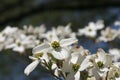 Dogwood in flower