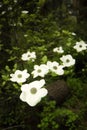 Dogwood flower Royalty Free Stock Photo