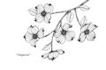 Dogwood flower drawing illustration. Black and white with line art.