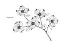 Dogwood flower drawing illustration. Black and white with line art.