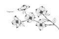 Dogwood flower drawing illustration. Black and white with line art.