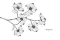 Dogwood flower drawing illustration. Black and white with line art.