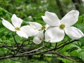 Vienna dogwood flower 2016