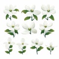 Minimalistic Dogwood Set: Vector Illustration Of White Flowers On Isolated Background