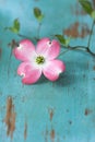 Dogwood Flower on table