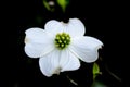 Dogwood flower white macro shot