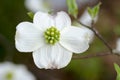 Dogwood flower white macro shot