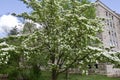 Dogwood-Flowering-White_847721.CR2 Royalty Free Stock Photo