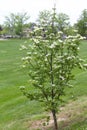 Dogwood-Flowering-White_847726.CR2 Royalty Free Stock Photo